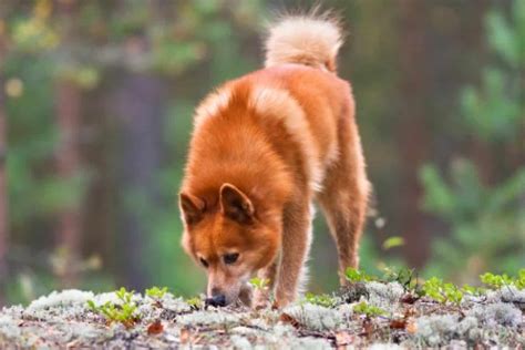 Finnish Spitz Temperament Personality Health And More