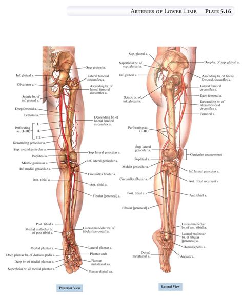 This lesson gives detailed information of the location and path of the sciatic nerve and various branches down to the foot. http://g-ecx.images-amazon.com/images/G/01/books/promos ...
