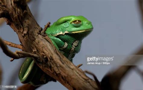 Waxy Monkey Photos And Premium High Res Pictures Getty Images