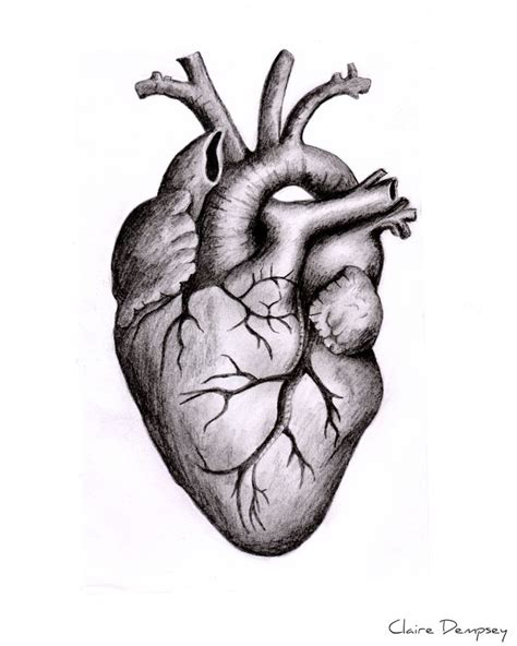 Anatomically Correct Human Heart By Niku Arbabi