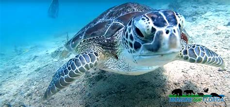 Green Sea Turtle Imagine Our Florida Inc