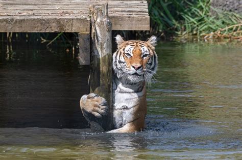 The Biggest Tigers In The World Discovery Uk