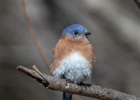 Eastern Bluebird Indiana Audubon Society