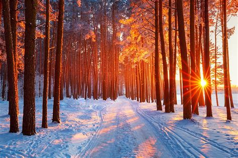 1080p Free Download Winter Morning In Forest Glow Snow Rays Path