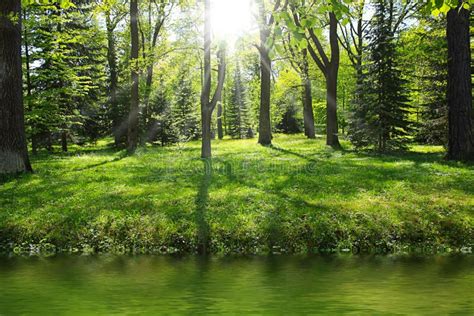 Green Forest Near River Stock Photo Image Of Grass Nature 14987750