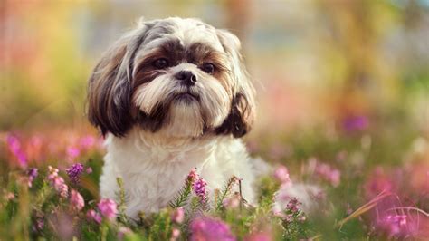 As babies get older and. 9 Fluffy Facts About the Shih Tzu | Mental Floss