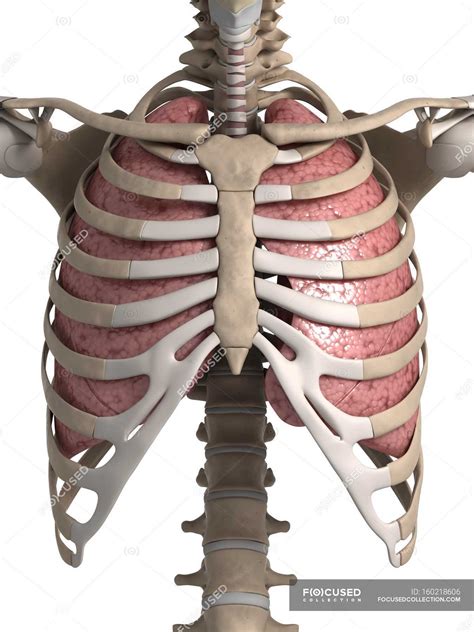 Human Lungs With Ribcage — Biology Ribs Stock Photo 160218606