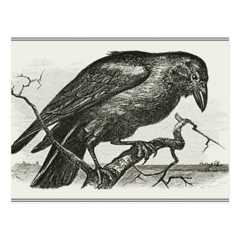 Vintage Raven Woodcut Postcard Quoth The Raven Raven Bird Crow Art