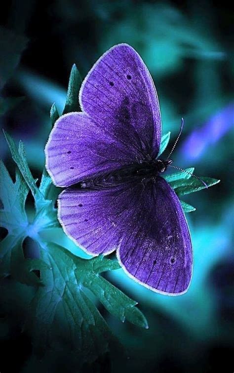 Amazing Purple Butterfly Butterfly Wallpaper Purple