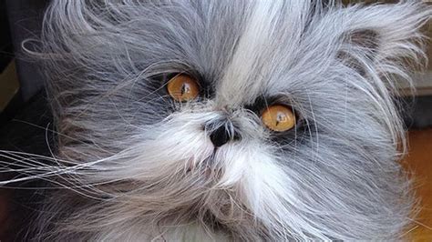 Cats With Werewolf Syndrome Captions Lovely