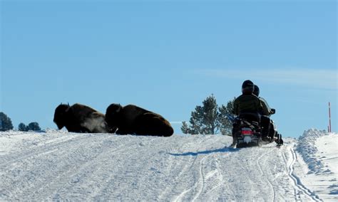 West Yellowstone Snowmobiling Snowmobile Rentals And Tours Alltrips
