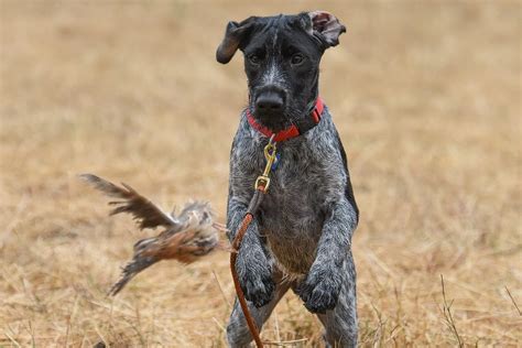 German Shorthaired Pointer Dove Hunting