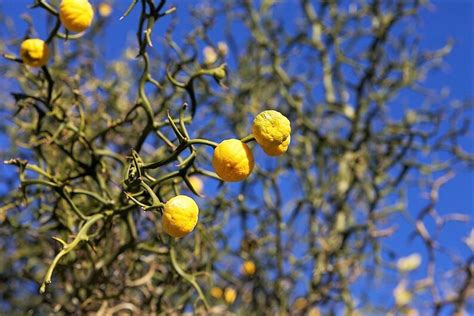 5 HARDY ORANGE TREE Trifoliate Citrus Trifoliata Poncirus | Etsy