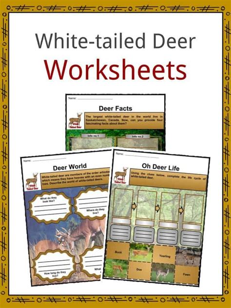 White Tailed Deer Facts Worksheets Habitat Anatomy And Life Cycle For