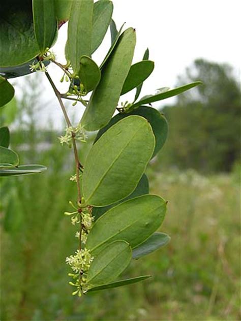Jun 04, 2021 · greenbrier vines produce berries that birds love to eat. Laurel Greenbrier (Smilax laurifolia)