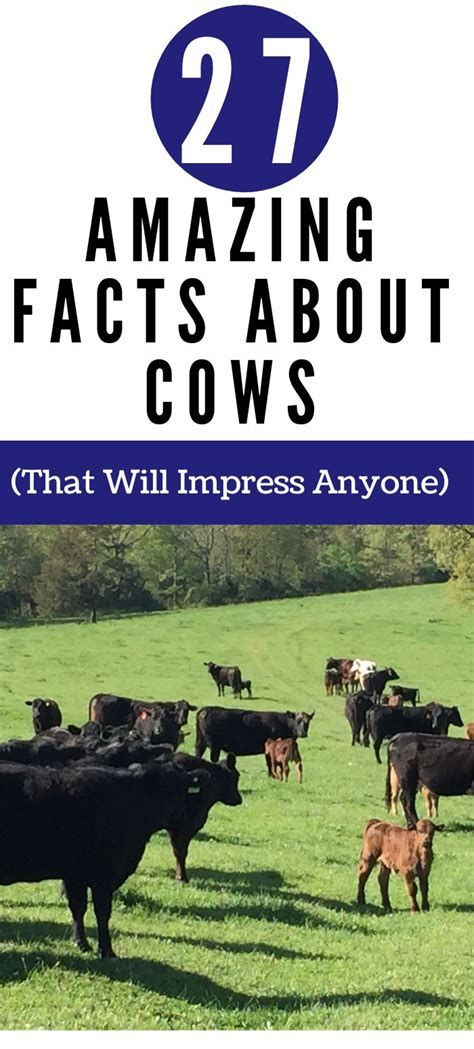 27 Amazing Facts About Cows That Will Impress Your Friends Cow Facts Fun Facts Farm Facts