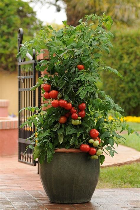 15 Secrets To Growing Tomatoes In Containers Balcony Garden Web