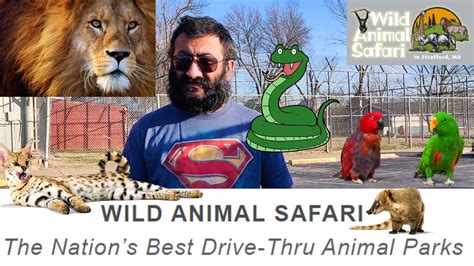 Wild Animal Safari Strafford Mo During Pandemic Youtube