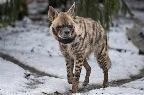 It lives in africa, the middle east, pakistan and western india. Striped Hyena Facts | Anatomy, Diet, Habitat, Behavior ...