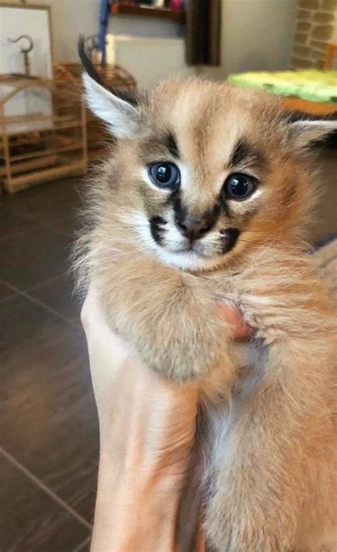 Persian kitten for christmas beautiful cfa registered black smoke male kitten out of top lines. Caracal Kittens for Sale Offer