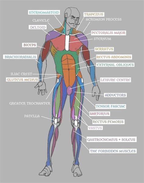 Male Anatomy Charts