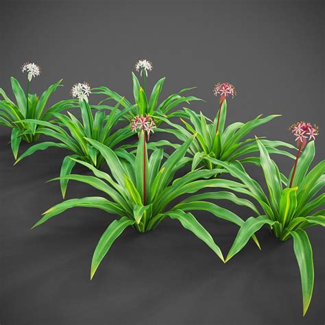 Xfrogplants Spider Lily Crinum Asiaticum 3d Model Animated Cgtrader