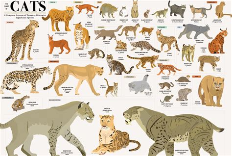 Extinct North American Big Cats Lou Stanfield