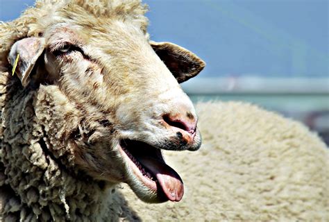 720 Gambar Hewan Ternak Domba Gratis Terbaik Gambar Hewan