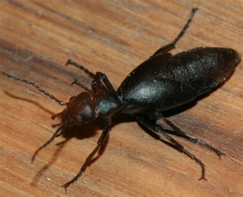 The Öko Box Ant Headed Black Beetle Ish Bug