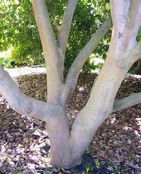 Polynesian Produce Stand Ceylon Cinnamon Tree Live Spice Tree