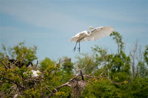 Beautiful White Bird The Great Egret Male Flying From Nest Stock Photo