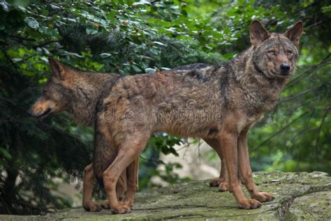 Iberian Wolf Canis Lupus Signatus Stock Photo Image Of Pyreneans