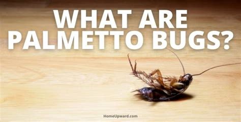 How To Get Rid Of Palmetto Bugs In Your Home