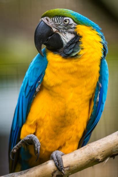 These birds have large black. Blue And Yellow Macaw Free Stock Photo - Public Domain ...