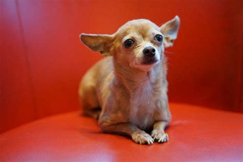 El Chihuahua Tiembla Mucho Por Que Pasa Y Como Ayudarlo ️