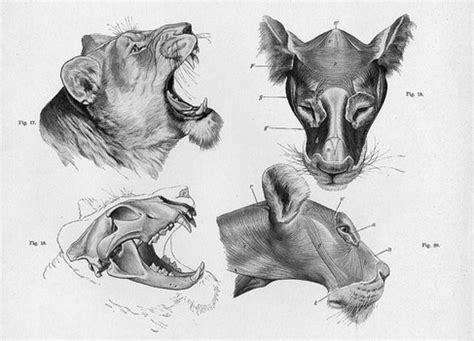 No doubt one day they'll take complete control over our lives. How to Draw Animals | FeltMagnet