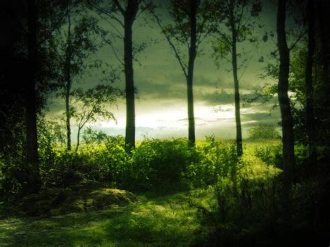 Serene Forest Wallpapers Top Free Serene Forest Backgrounds