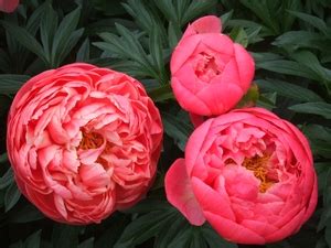They're great companions for iris, old roses, poppies, dianthus, and early daylilies. Peonies | Home & Garden Information Center