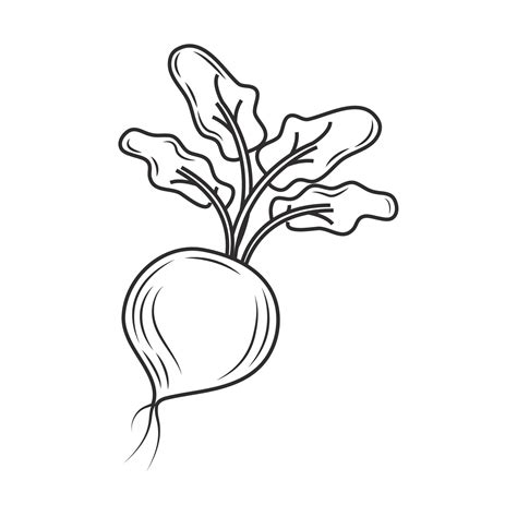 Radish Sketch Icon 10512357 Vector Art At Vecteezy