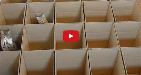 Watch These 9 Gorgeous Kitties Enjoying Their Cardboard Maze