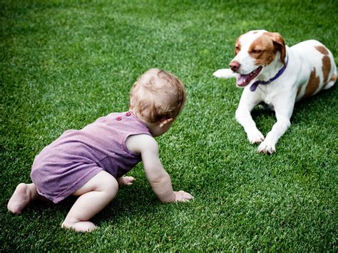 When Can My Baby Play With A Dog Babycenter