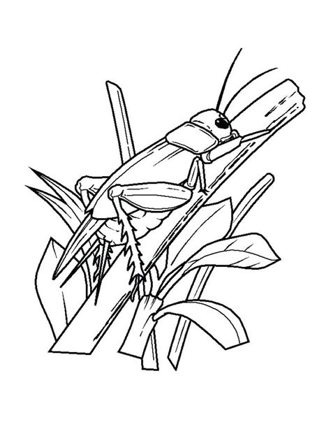 Insects Coloring Pages For Kids Craftfactorykids
