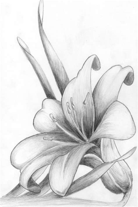 A beautiful flower always makes us smile. 40 Easy Flower Pencil Drawings For Inspiration | Pencil ...