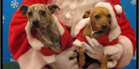 Bottom has a weight capacity of 105 size:39 x 47 x 35 | style:barn. Cornell Cooperative Extension | Pet Pictures with Santa