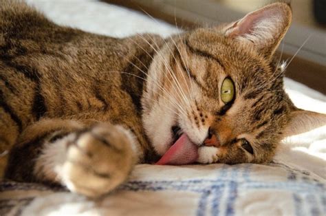 Why Do Cats Stick Their Tongue Out 10 Reasons For This Behavior