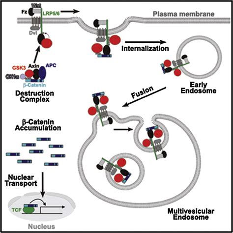 Wnt Signaling Requires Sequestration Of Glycogen Synthase Kinase 3 Inside Multivesicular