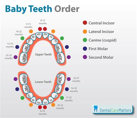 Baby Teeth Order And Knowing When Teething Starts