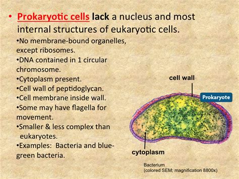 Describe the characteristics of eukaryotic cells. Topic 2.1: Prokaryotic vs. Eukaryotic Cells - High School ...