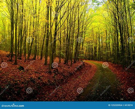 Broad Leaf Trees Forest At Autumn Fall Daylight Stock Photo Image