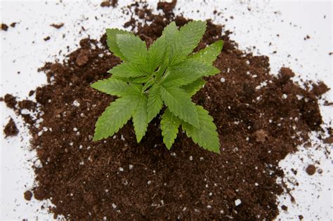 How To Make Super Soil For Growing Cannabis Weedmaps